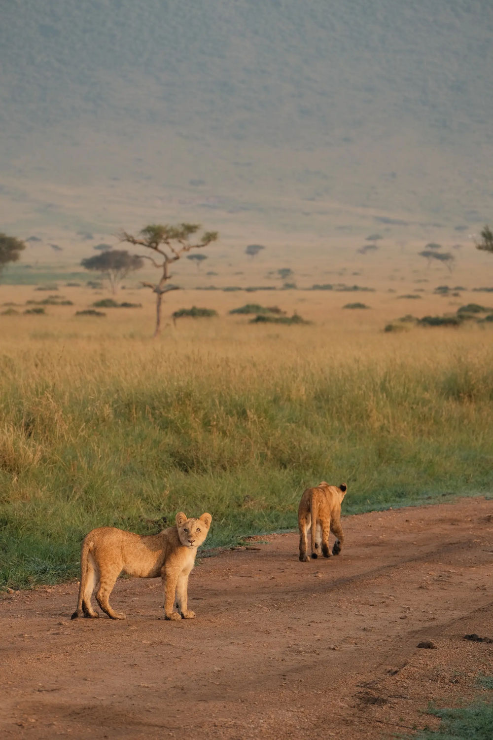 5 Days - Big Five