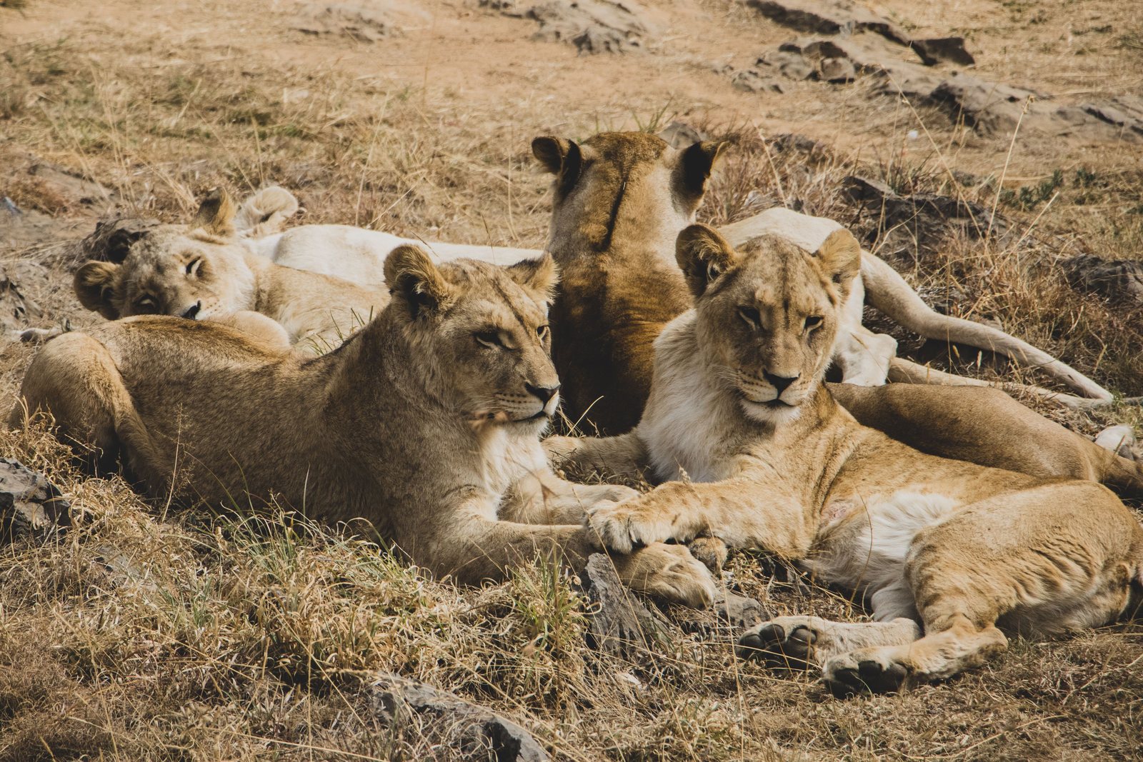 5 Days - Big Five